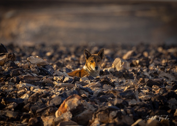 wild yemeni desert dog - Special: Namibia - Garth Fuchs Photography 