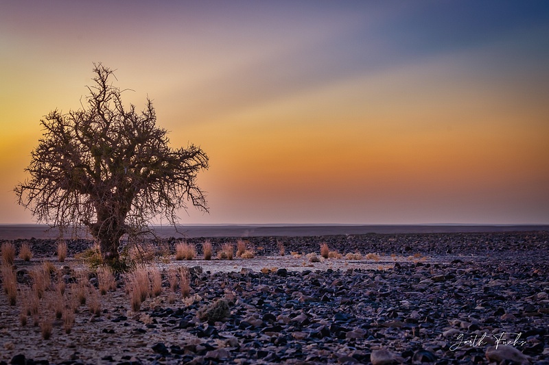 Lone Tree in Desert-1