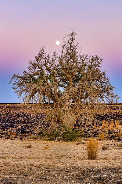 Lone tree with Moon in blue hour in Desert-1 - Special: Namibia - Garth Fuchs Photography 