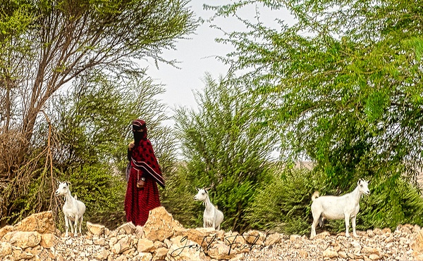 Bedouin with the herd in Yemen-1 - Special: Namibia - Garth Fuchs Photography
