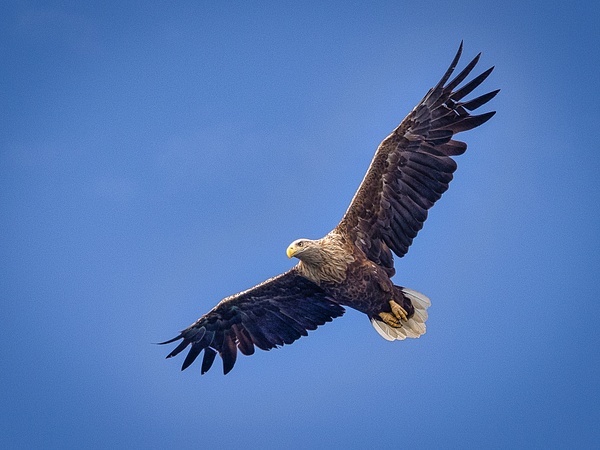Sea eagle in Isle of Skye-2-2 - Wildlife - Garth Fuchs Photography 