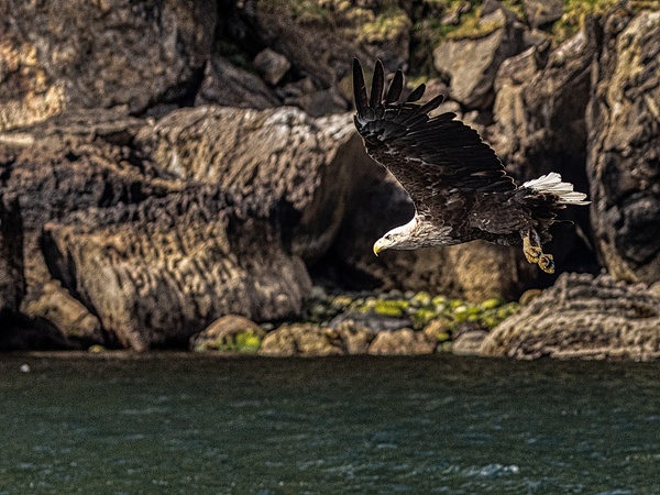 Sea eagle in Isle of Skye-2 - Wildlife - Garth Fuchs Photography  