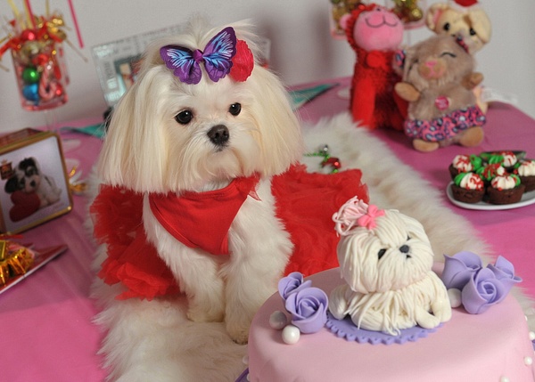 small-dog-pet-party - Galleries of our Best Photography, Video and Graphic Design by LLP