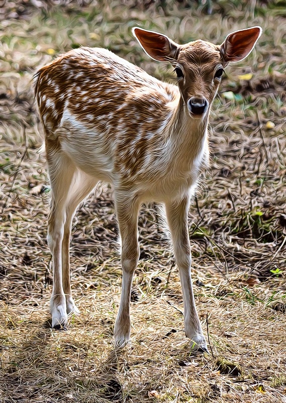 Baby-Deer-Art-032