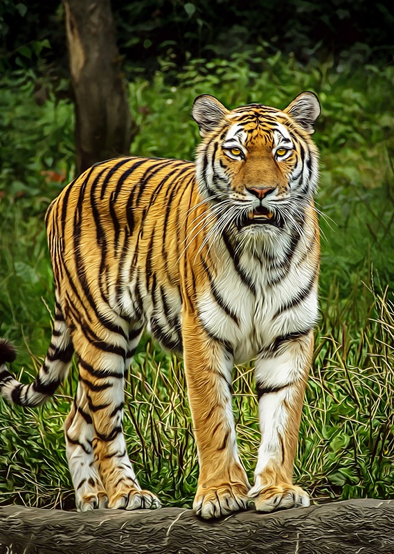 Tiger-Color-025