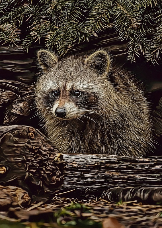 Raccoon-in-Forest
