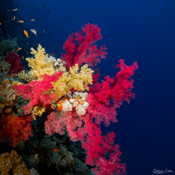 Sharm el-Sheikh - Coral 001 - Underwater - Patrick Eaton Photography 