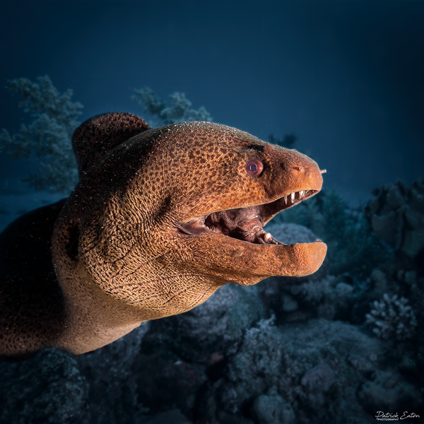Sharm el-Sheikh - Moray Eel 001 - Underwater - Patrick Eaton Photography 