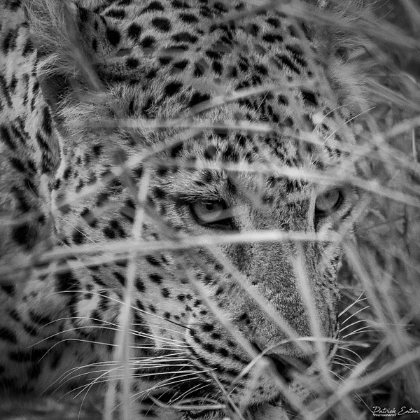 Safari - Leopard 020 - Animals - PATRICK EATON