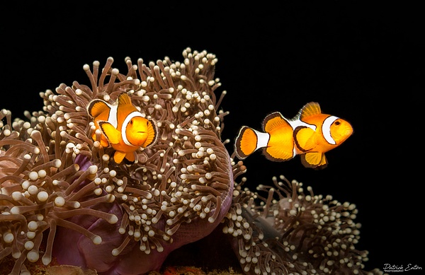 Thailand - Koh Pi Pi - Clown Fish 001 - Underwater - Patrick Eaton Photography