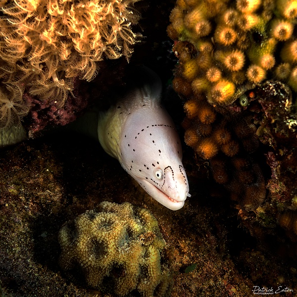 2020 Sharm El-Sheikh - Moray Eel 003 - Underwater - Patrick Eaton Photography