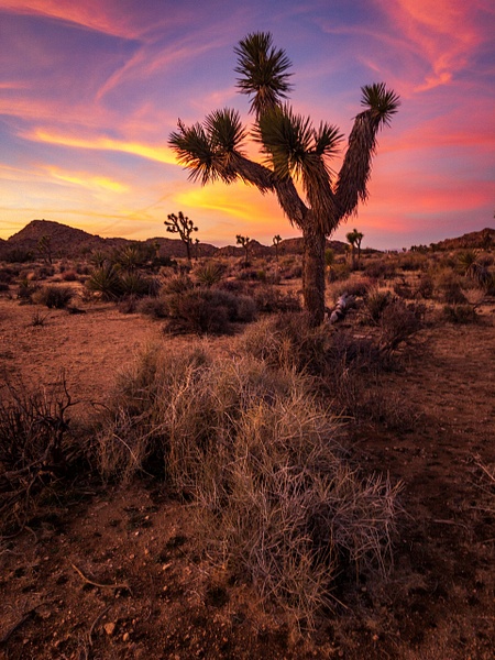 Joshua Tree sunset - Landscapes - Blackburn Images Photography  