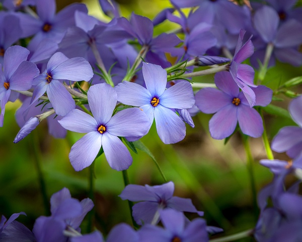 Blue Phlox - Flowers - Blackburn Images Photography  