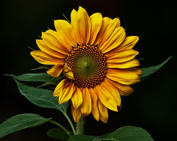 Sunflower - Blackburn Images 