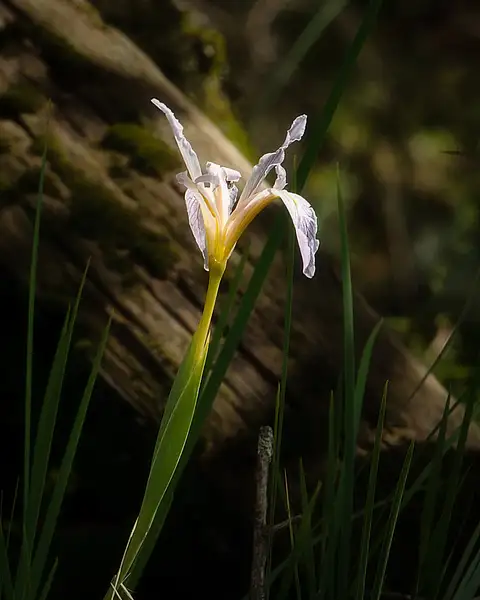 wild iris by BlackburnImages