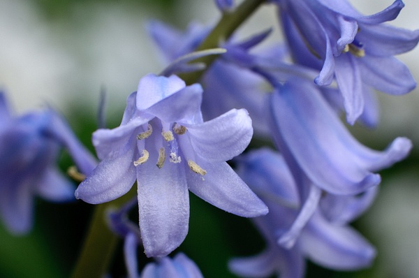 Wood Hyacinths - Flowers - Blackburn Images Photography  