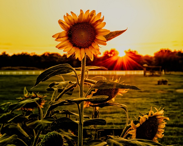 Sunflower at sunset - Blackburn Images