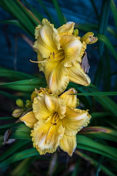 Daily lily - Flowers - Blackburn Images Photography 