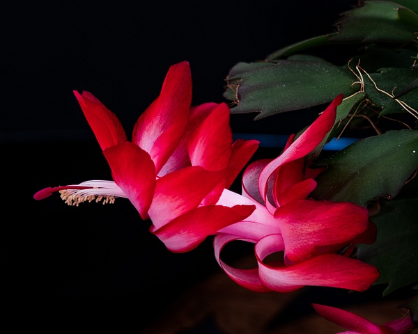 Christmast Catcus - Flowers - Blackburn Images Photography 