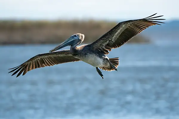 Pelican by BlackburnImages