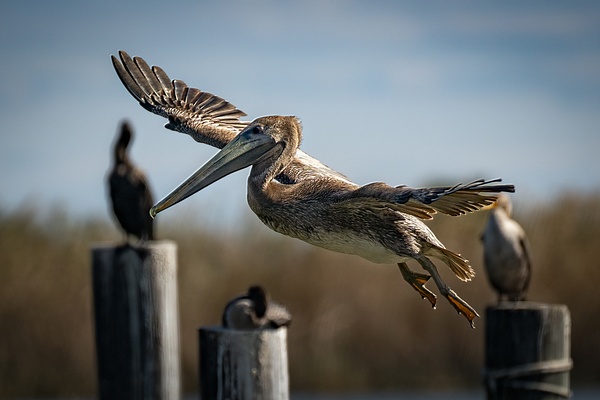Pelican takes off - Blackburn Images 