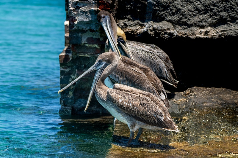 Pelicans on moat wall at Fort Jefferson, Dry Tortugas National Park, Florida, USA.
