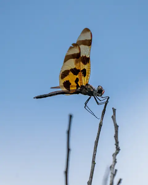 Dragon Fly by BlackburnImages
