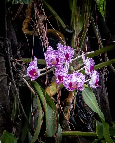 Butterfly orchids by BlackburnImages