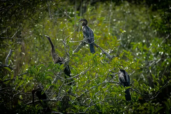 Roosting Anihingas by BlackburnImages