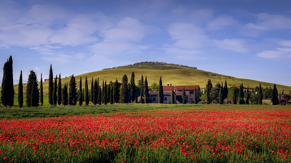Poppies, Toscana, 2022 - Landscapes ̵ Thomas Speck Photography 
