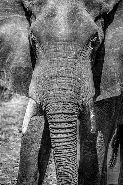 Zambia-Elephant-2 by ReiterPhotography