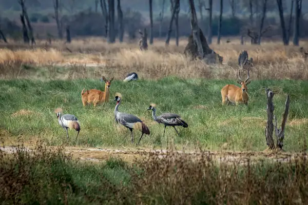 Zambia-Green-Grass-Animals by ReiterPhotography