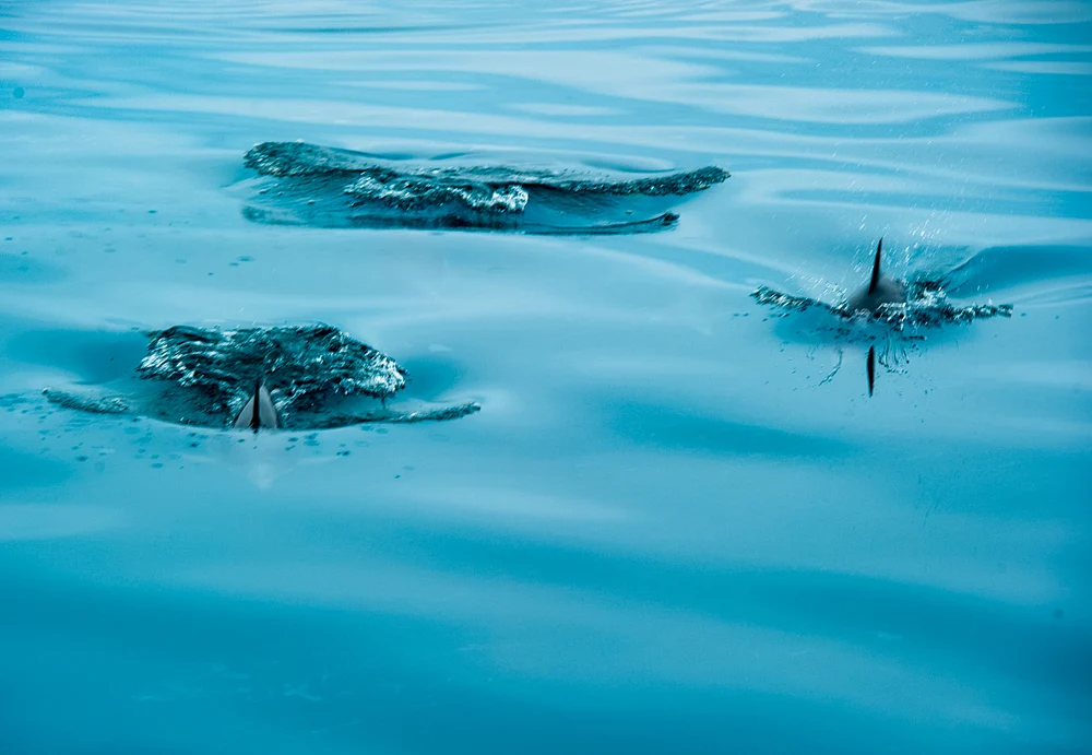Porpoises