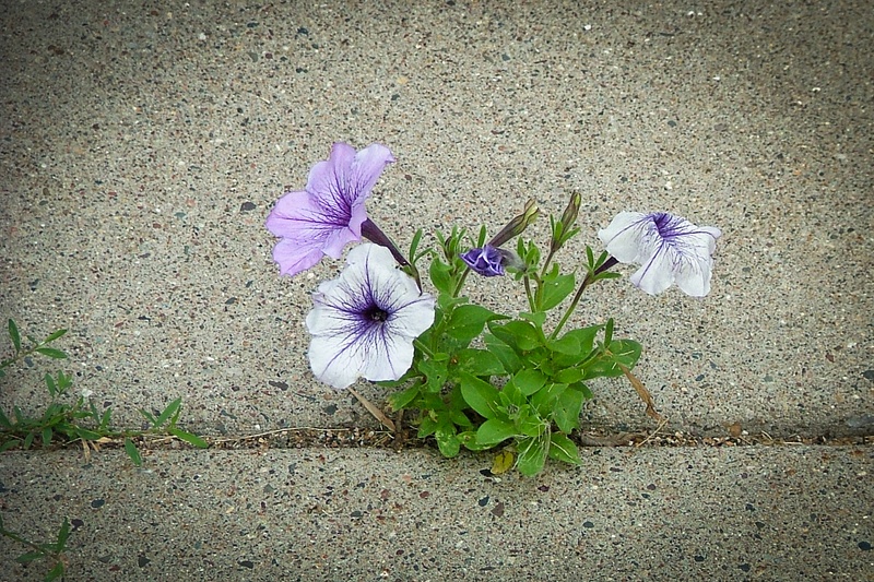 Flowers in driveway summer 2011
