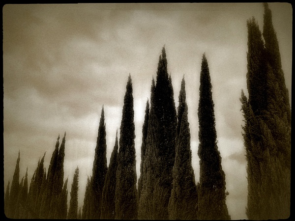 Vintage Scene Cypress - California - Joanne Seador Photography  