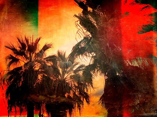Palm Trees No 2 - California - Joanne Seador Photography 