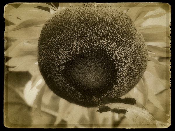 Vintage sunflower - Joanne Seador 