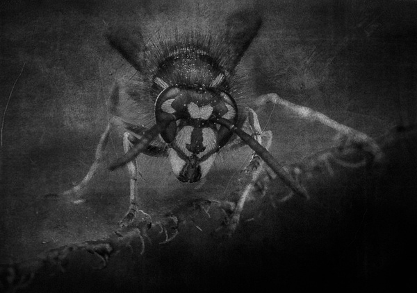 _DSC0497bw - Insects - Molin Photos