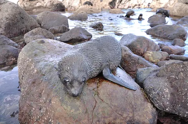 Seals, Kaikoura NZ by soulJAH