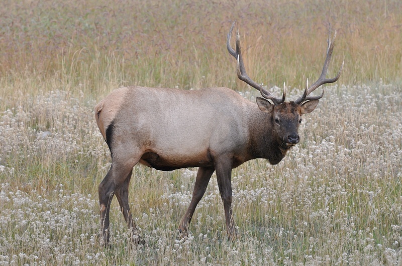Elk (Jasper,NP)
