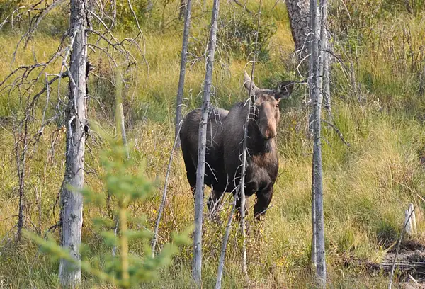 Moose (Banff NP) by soulJAH