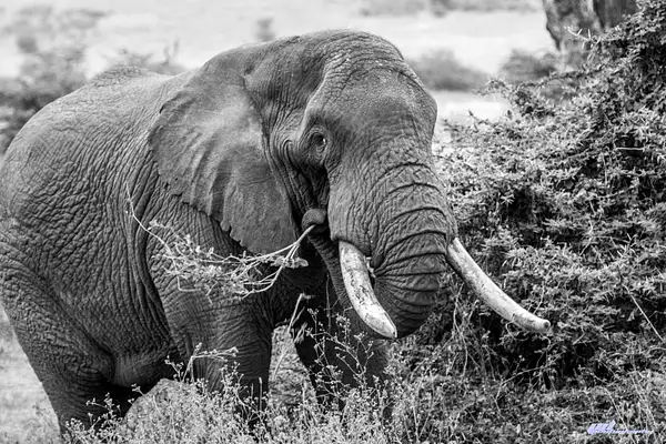 Serengeti by soulJAH