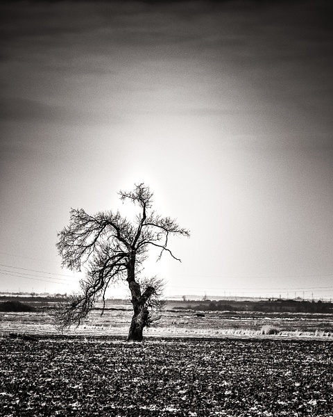 The Running Tree - Black and White - Arian Shkaki