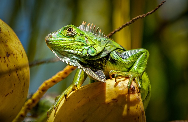 Green Lizard in Key West Florida - Key West, Florida - Bill Frische Photography 
