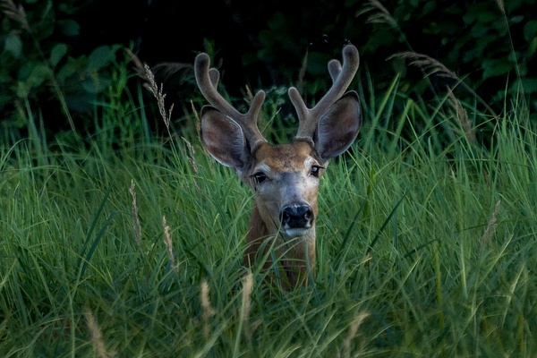 Young Buck - Miscellaneous  - Bill Frische Photography 