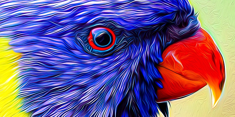 study of a parrots eye