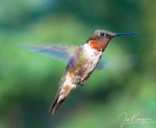 Huming Bird 6-1 - Wildlife - Jim Krueger Photography 