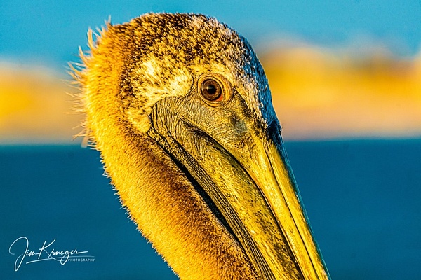 St Peter Pelican close up - Wildlife - Jim Krueger Photography 