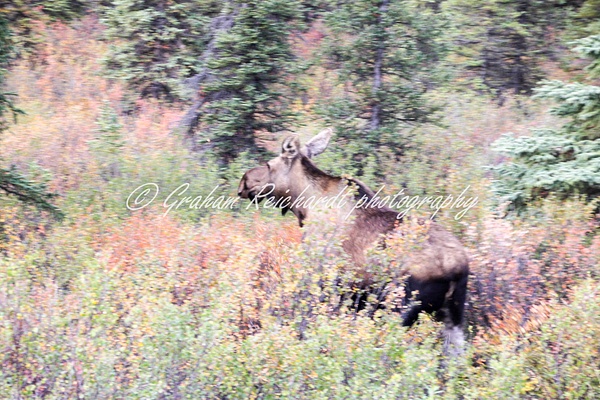Alaska animals-Moose - Alaskan Animals - Graham Reichardt Photography 