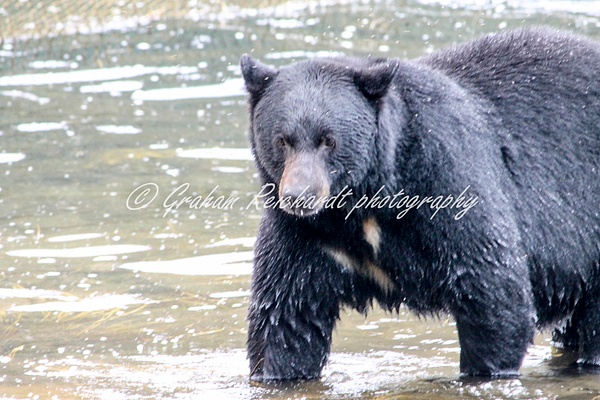 Alaska animals-Black Bear (1) - Alaskan Animals - Graham Reichardt Photography 